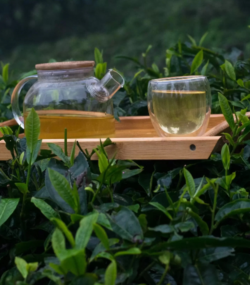 Darjeeling Tea